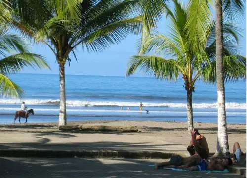 a beautiful sea beach with a lot of coconut trees