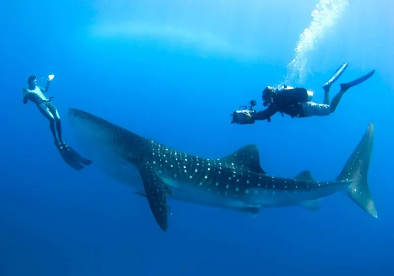 Cocos-Island-Whale-Shark