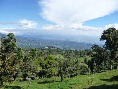 mountain slopes corduroyed in dark-green coffee bushes