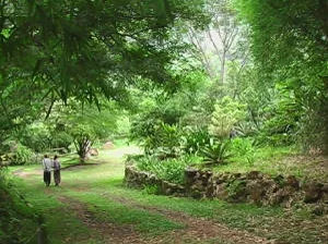 beautiful green garden at white cloud sanctuary