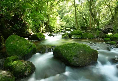 beautiful small river in The Braulio Carrillo National Park