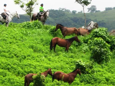 some beautiful healthy horses from Alberto's Horses Tours