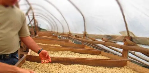 Coffee tour