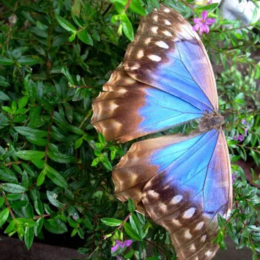 A colorful butterfly
