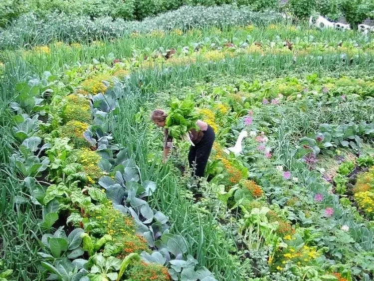 Beautiful_companion_row_planting-crop-1